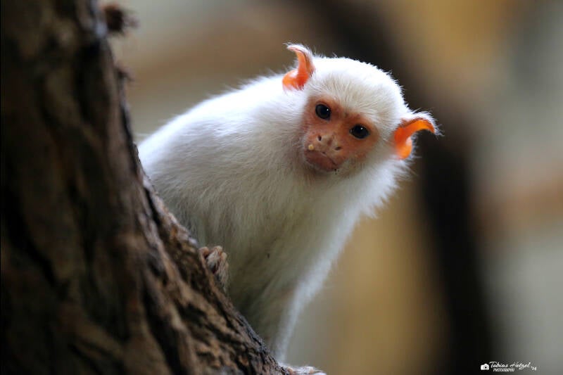 Silberäffchen | Tierpark Berlin | 27.05.2018