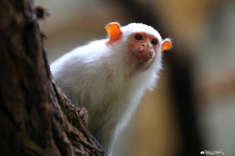 Silberäffchen | Tierpark Berlin | 27.05.2018