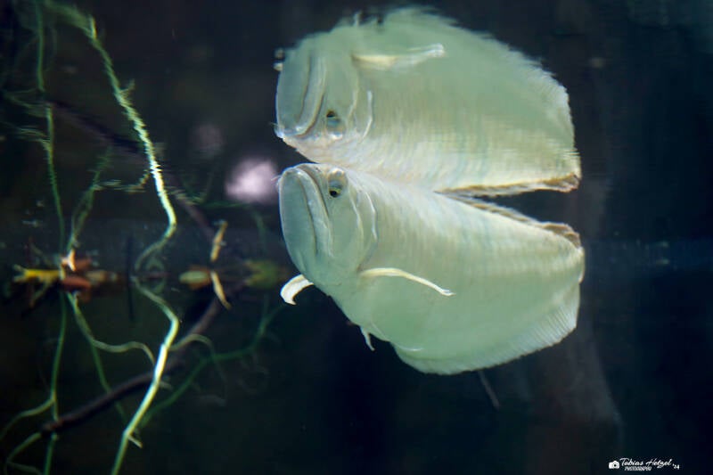 Silbergabelbart | Zoo Duisburg | 23.01.2018