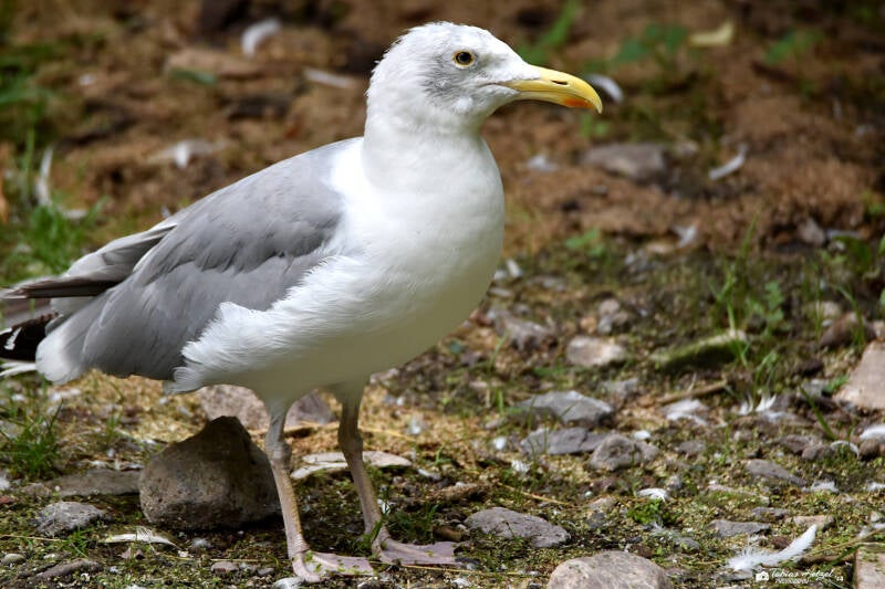 Silbermöwe | Tierpark Gotha | 01.08.2022