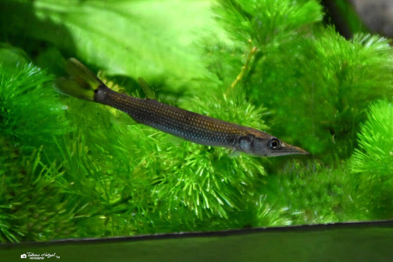 Silberner Hechtsalmler | Wilhelma Stuttgart | 16.06.2023