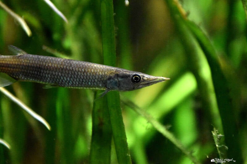 Silberner Hechtsalmler | Wilhelma Stuttgart | 27.01.2024