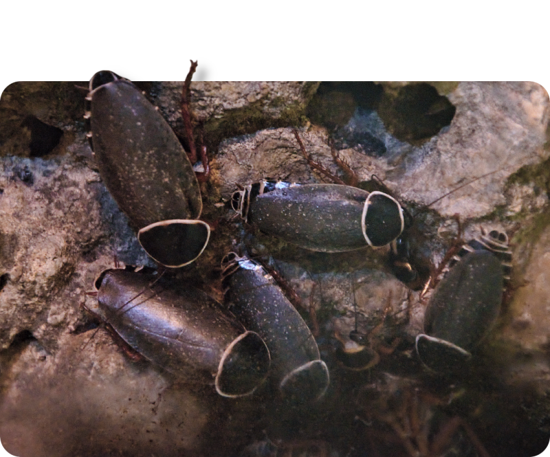 Simandoa-Höhlenschabe