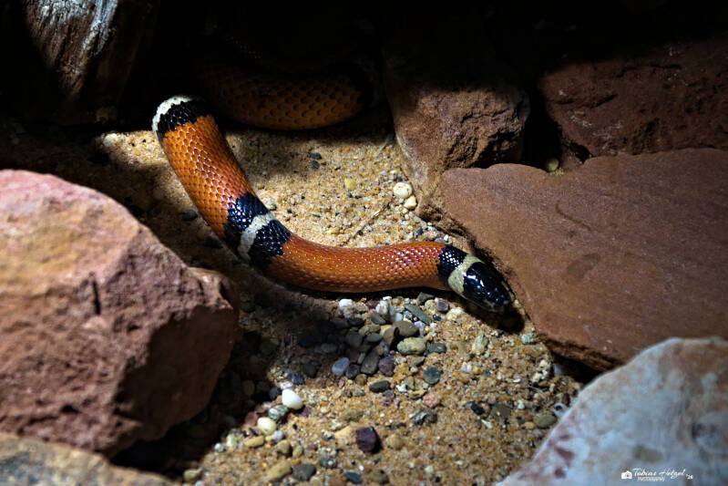 Sinaloa-Dreiecksnatter | Vivarium Darmstadt | 28.12.2025