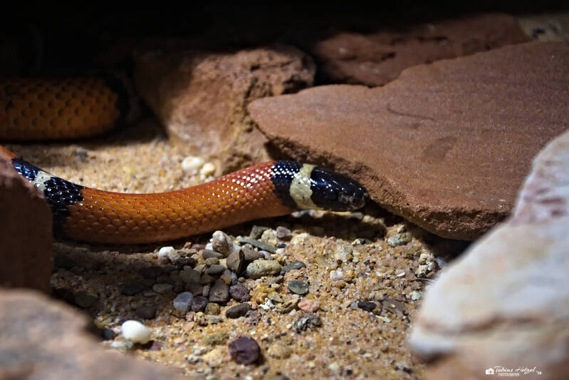 Sinaloa-Dreiecksnatter | Vivarium Darmstadt | 28.12.2025