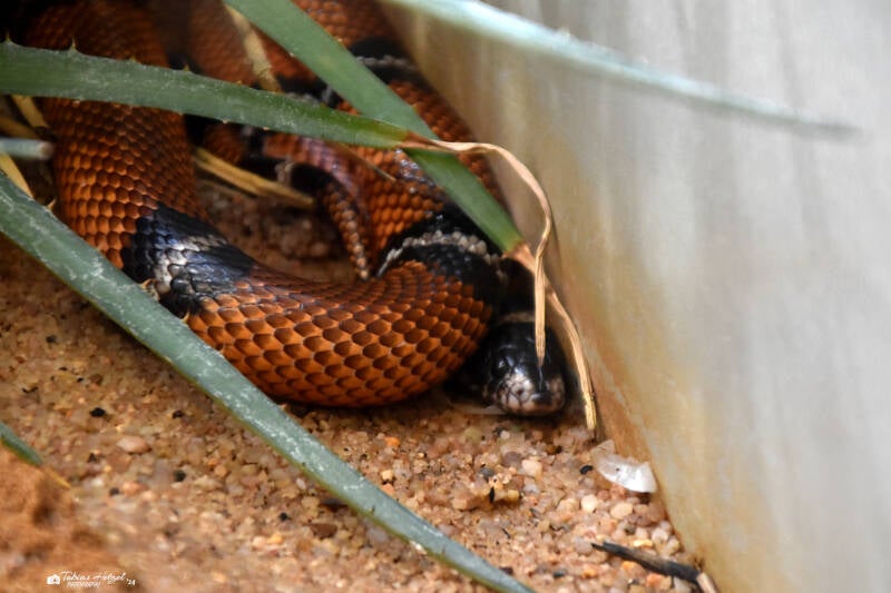 Sinaloa-Dreiecksnatter | Wilhelma Stuttgart | 11.08.2023