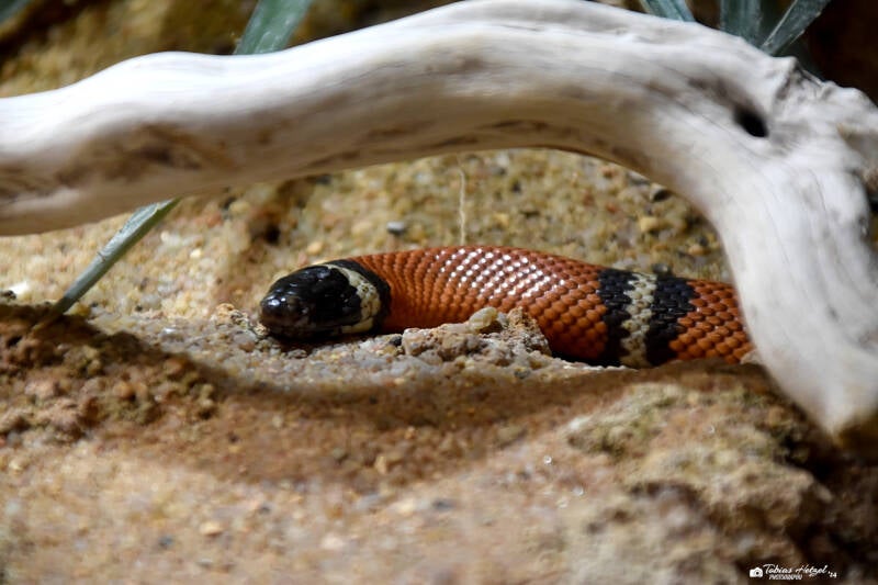 Sinaloa-Dreiecksnatter | Wilhelma Stuttgart | 27.01.2024