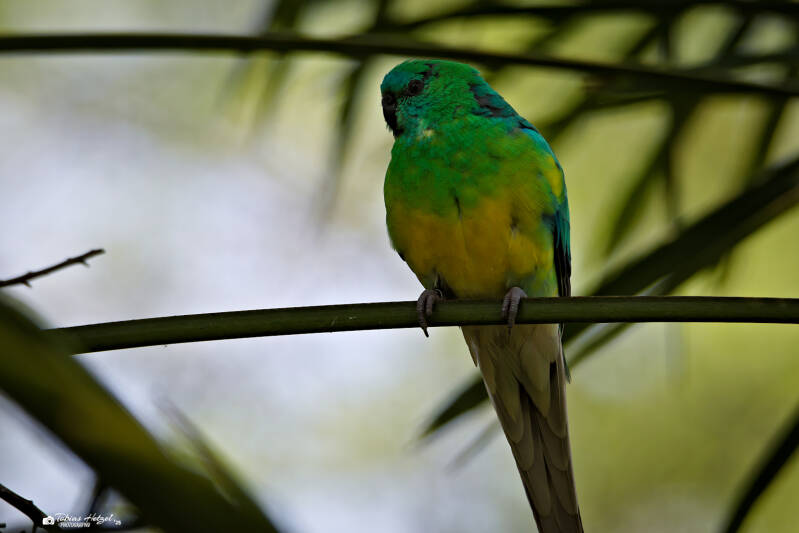 Singsittich | Wilhelma Stuttgart | 19.06.2025