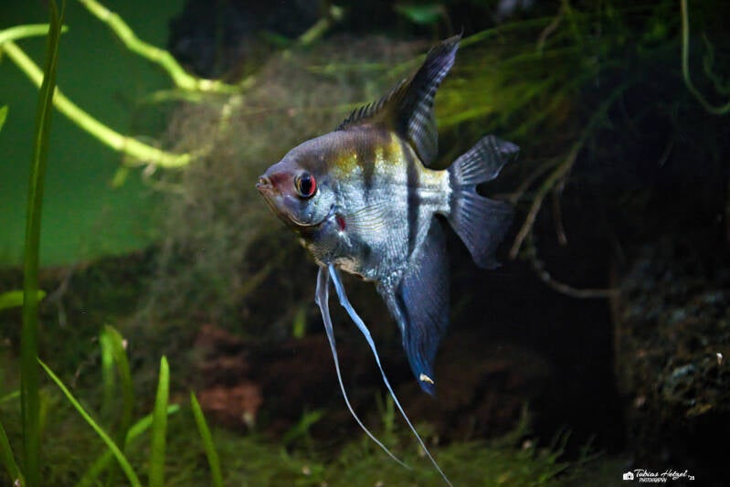 Skalar | Vivarium Darmstadt | 02.11.2024