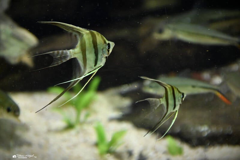 Skalar | Wilhelma Stuttgart | 16.06.2023