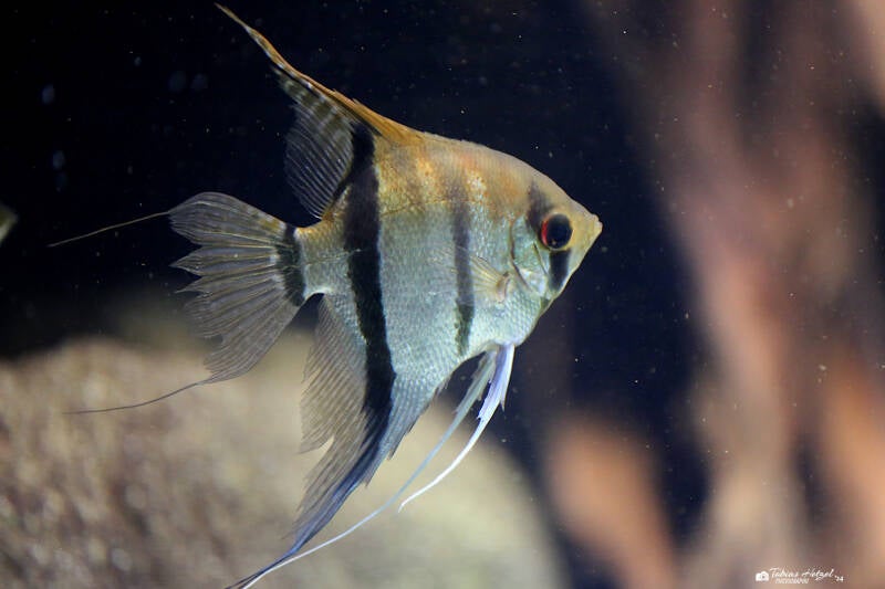 Skalar | Zoo Leipzig | 17.08.2018