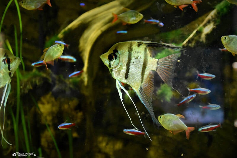 Skalar | Tierpark Nymphaea, Esslingen | 17.06.2023