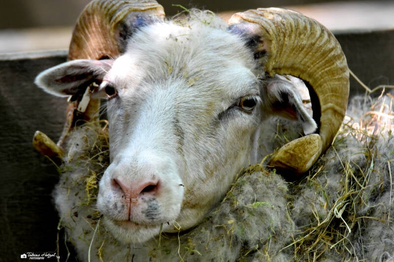 Skudde | Kobelt-Zoo, Frankfurt | 08.05..2022