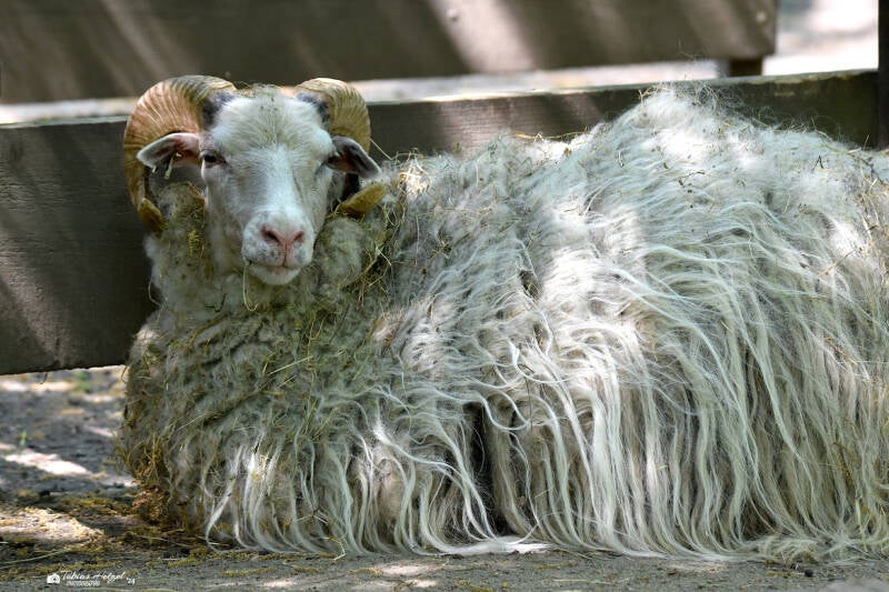 Skudde | Kobelt-Zoo, Frankfurt | 08.05..2022