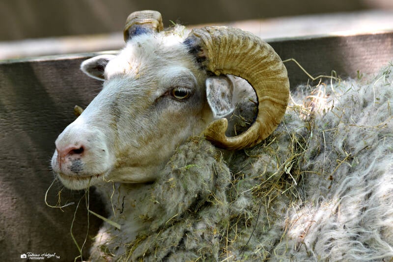 Skudde | Kobelt-Zoo, Frankfurt | 08.05..2022