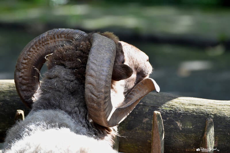 Skudde | Zoo Dortmund | 30.07.2023