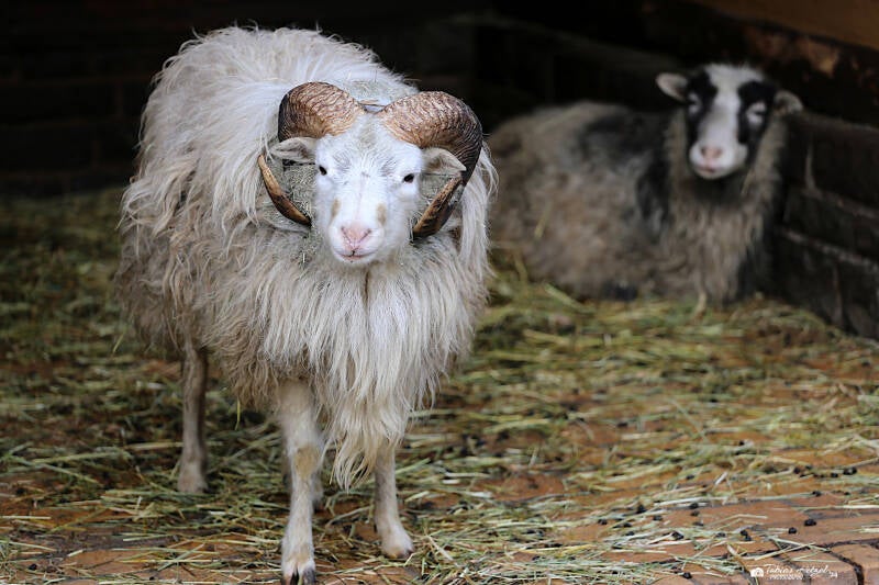 Skudde | Tierpark Berlin | 24.11.20219