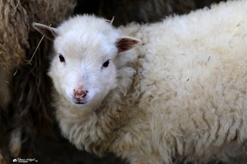 Skudde | Tierpark Berlin | 24.11.20219