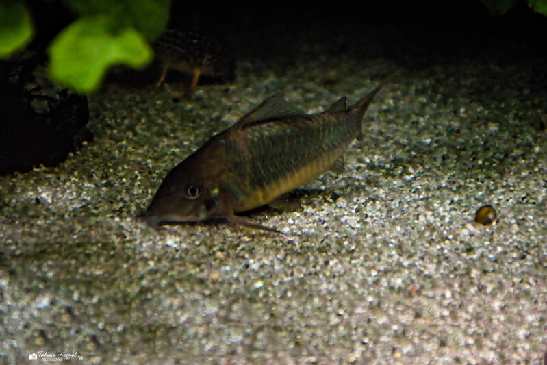 Smaragdpanzerwels | Tierpark Chemnitz | 13.07.2025