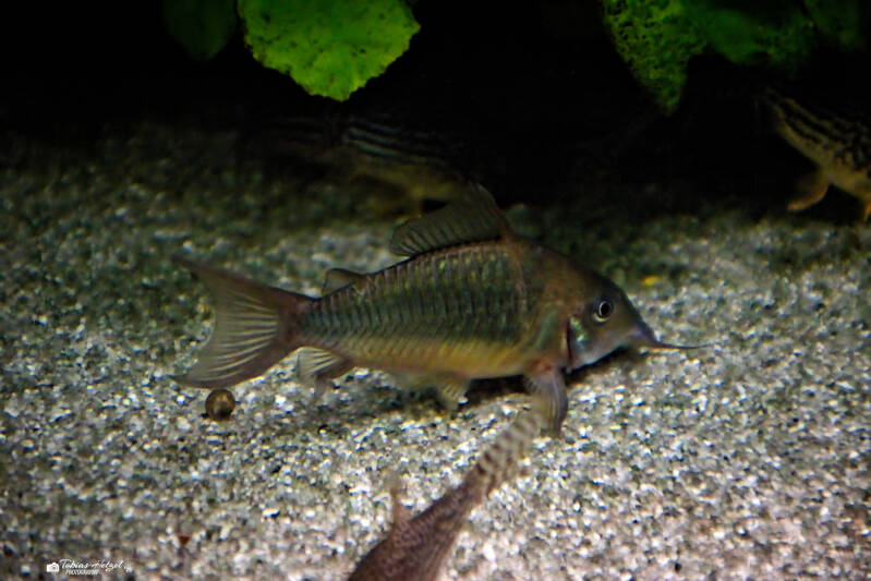 Smaragdpanzerwels | Tierpark Chemnitz | 13.07.2025