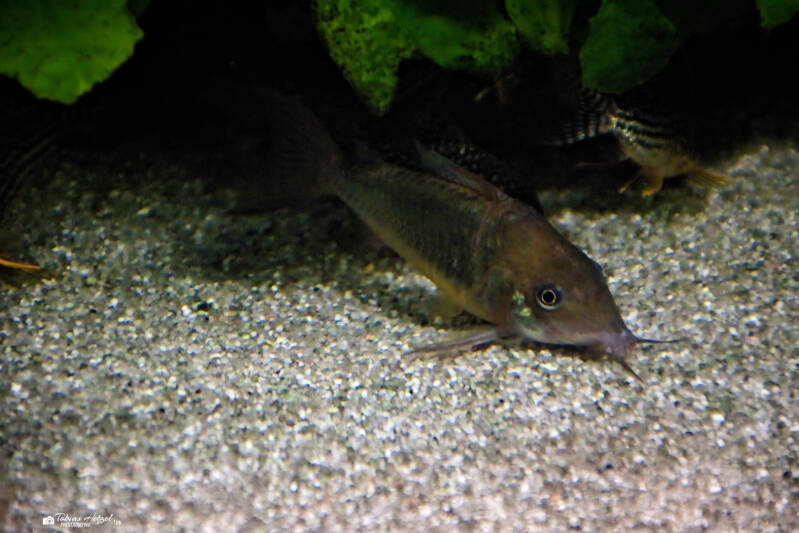 Smaragdpanzerwels | Tierpark Chemnitz | 13.07.2025