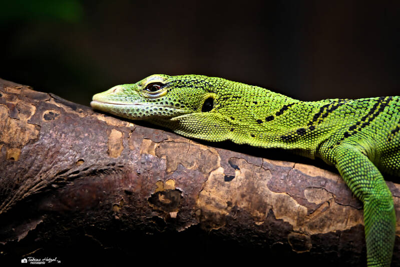 Smaragdwaran | Zoo Dresden | 12.07.2025