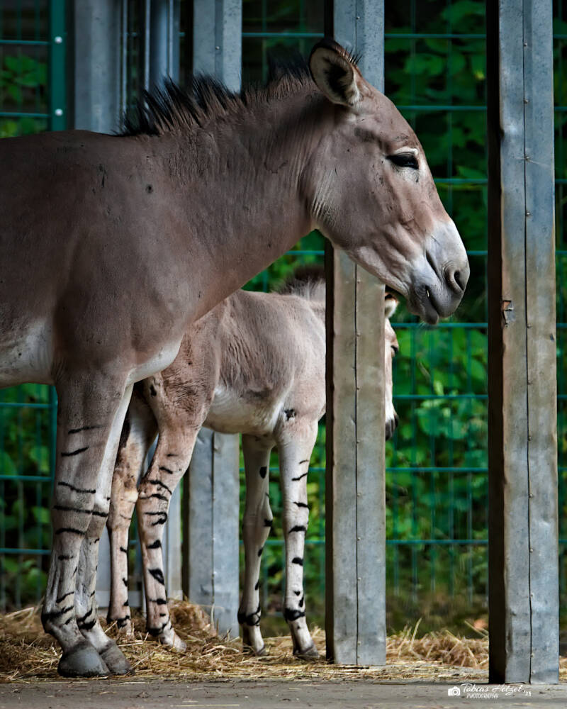 Somali-Wildesel | Tierpark Chemnitz | 13.07.2025