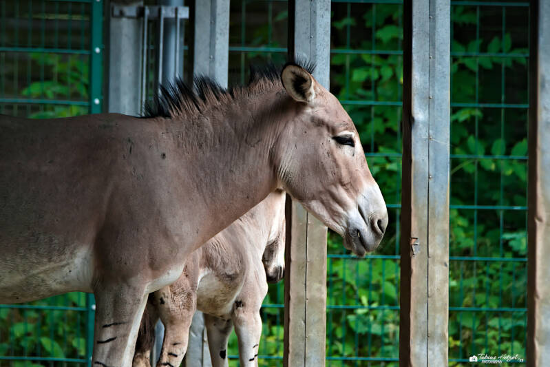 Somali-Wildesel | Tierpark Chemnitz | 13.07.2025