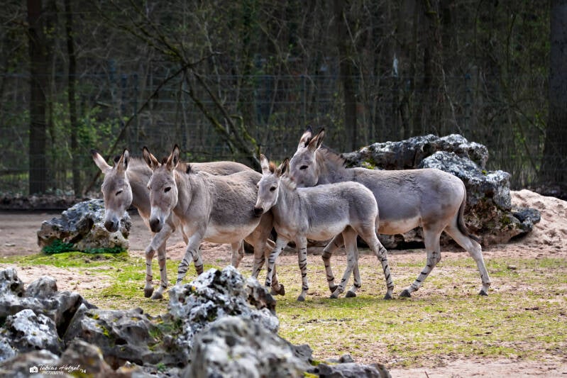 Somali-Wildesel | Tiergarten Nürnberg | 17.03.2024