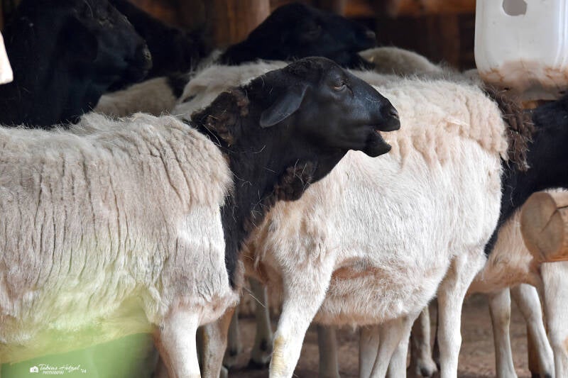 Somaliaschaf | ZOOM-Erlebniswelt Gelsenkirchen | 05.06.2022