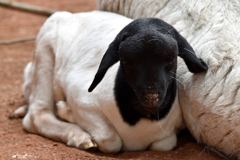 Somaliaschaf | ZOOM-Erlebniswelt Gelsenkirchen | 05.06.2022