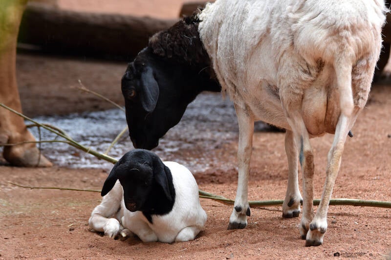Somaliaschaf | ZOOM-Erlebniswelt Gelsenkirchen | 05.06.2022