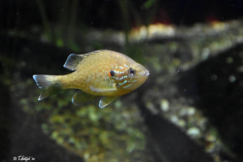 Sonnenbarsch | Wilhelma Stuttgart | 11.08.2023