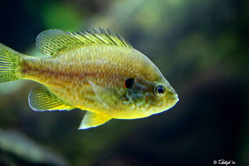 Sonnenbarsch | Zoo Frankfurt | 09.10.2018