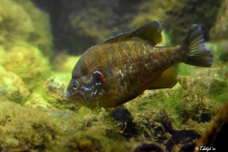 Sonnenbarsch | Zoo Frankfurt | 25.06.2022