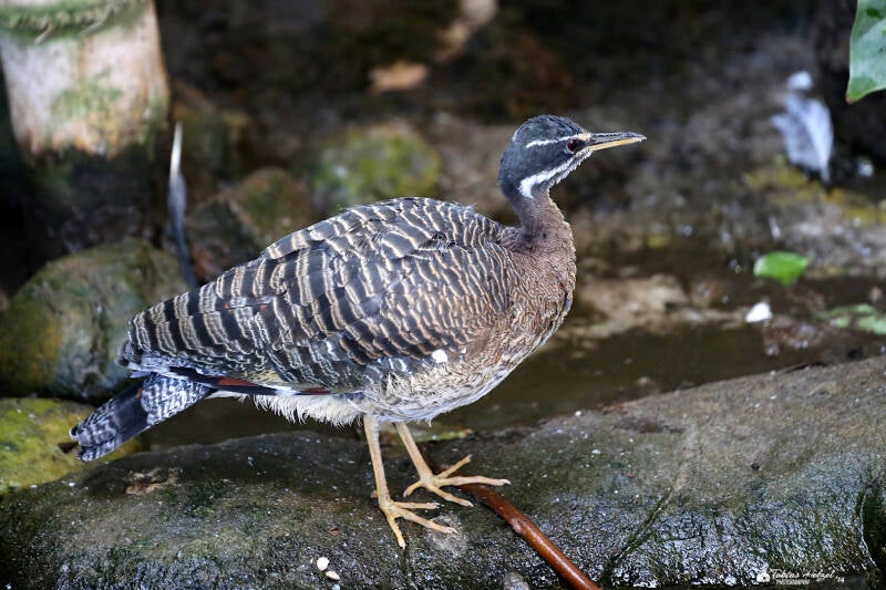 Sonnenralle (kein Unterartenstatus) | Zoologischer Stadtgarten Karlsruhe | 14.08.2018