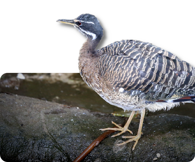 Sonnenralle (kein Unterartenstatus)