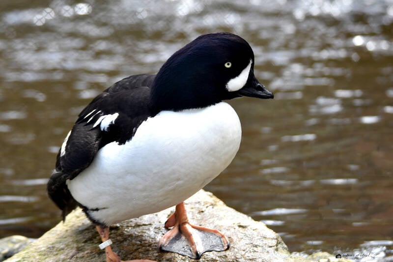 Spatelente | Weltvogelpark Walsrode | 12.04.2021
