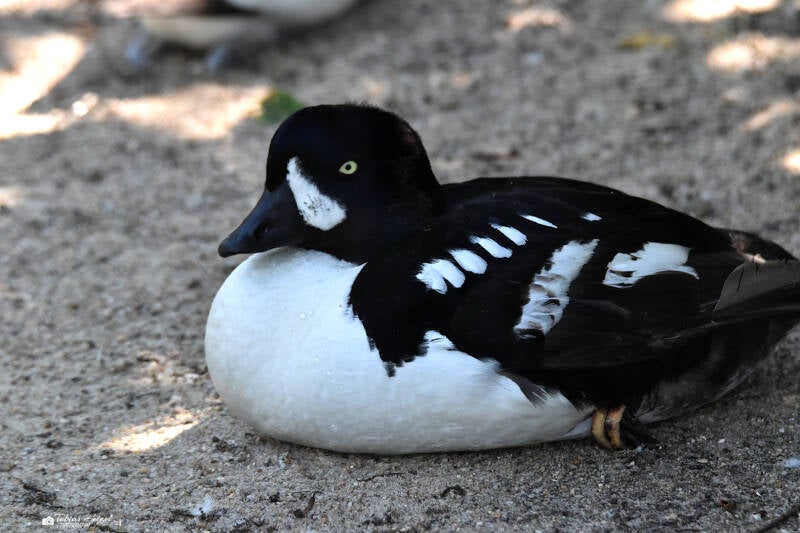 Spatelente | Weltvogelpark Walsrode | 09.06.2023