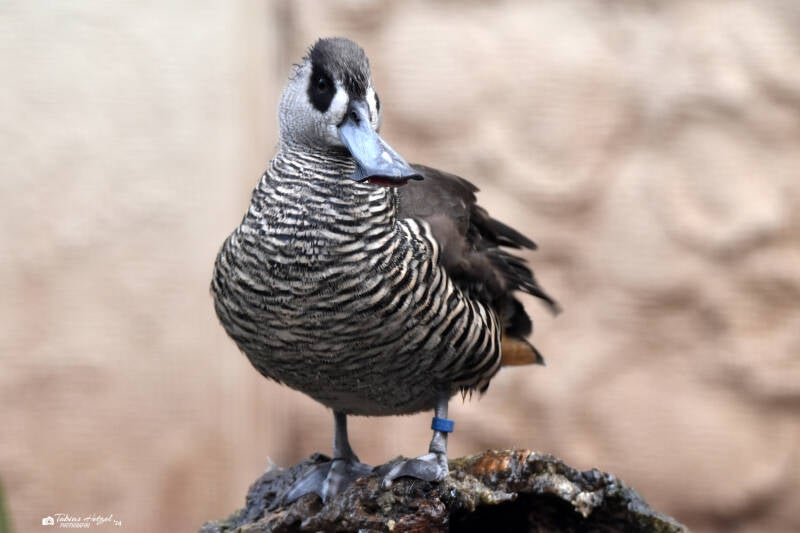 Rosenohrente | Kölner Zoo | 27.12.2021