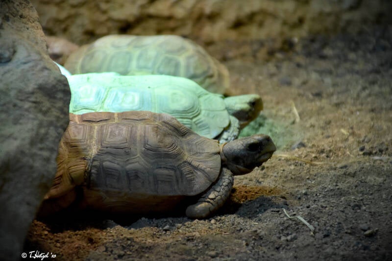 Spekes Gelenkschildkröte