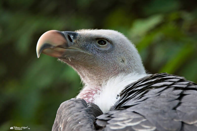 Sperbergeier | Greifvogelpark Grafenwiesen | 16.08.2024