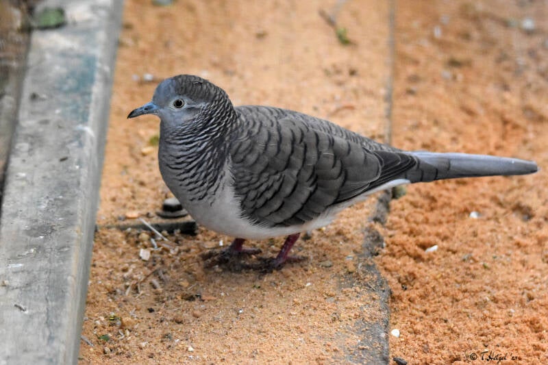 Sperbertäubchen | Zoo Plzen | 17.09.2022