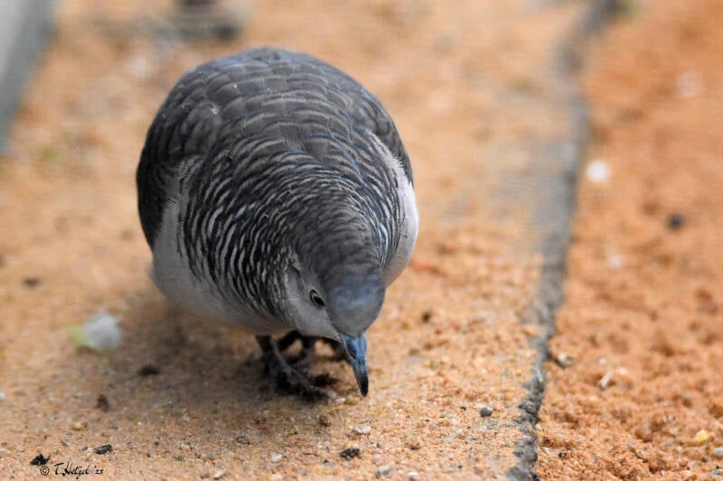Sperbertäubchen | Zoo Plzen | 17.09.2022