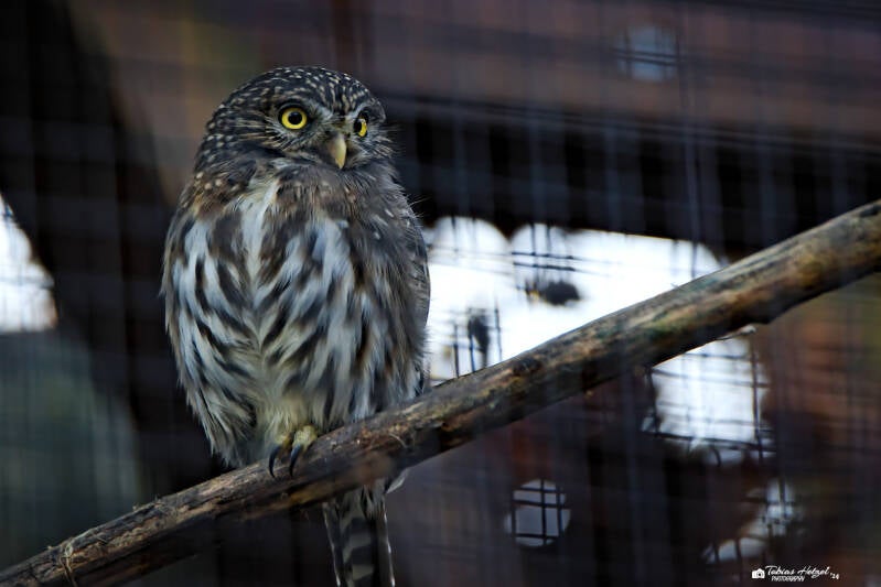 Sperlingskauz | Zoo der Minis, Aue | 21.09.2024