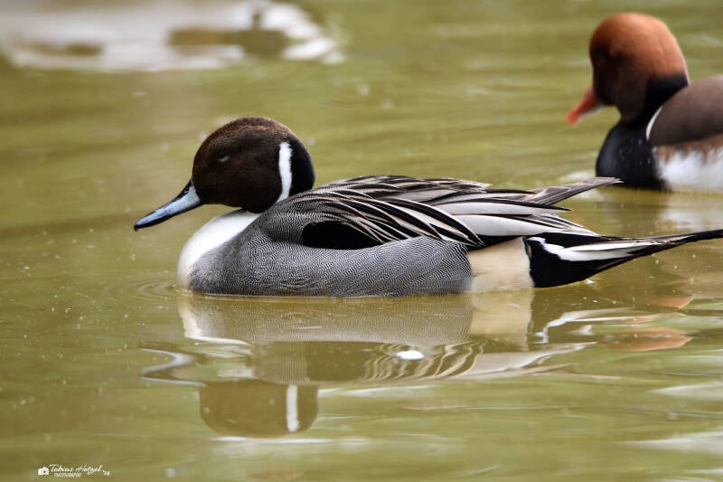 Spießente | Vogelpark Groß-Rohrheim | 24.04.2022