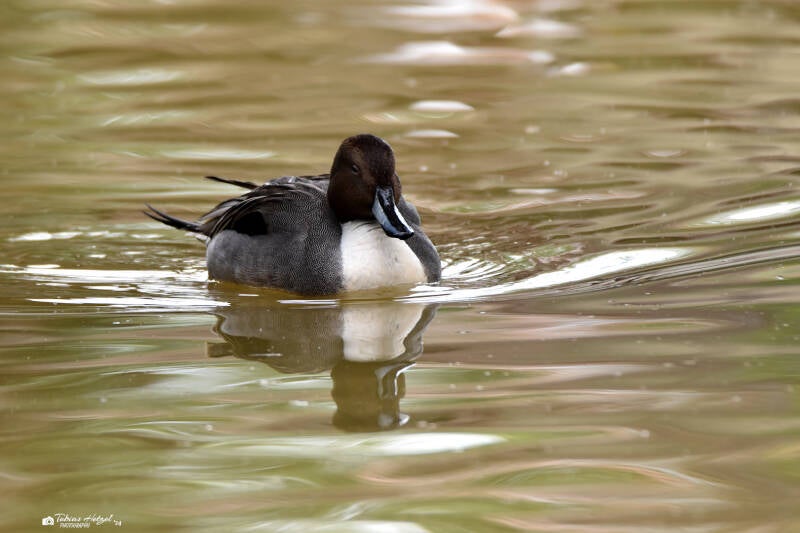 Spießente | Vogelpark Groß-Rohrheim | 24.04.2022