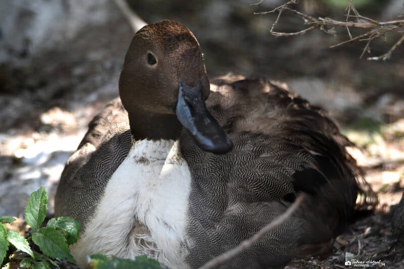 Spießente | Vogelpark Bobenheim-Roxheim | 15.05.2022