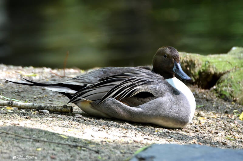 Spießente | Opel-Zoo Kronberg | 30.05.2021