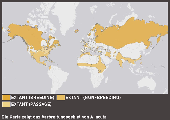 Verbreitungskarte Spießente